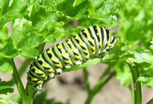 Chenille du papillon du c&eacute;leri (Papilio polyxenes)